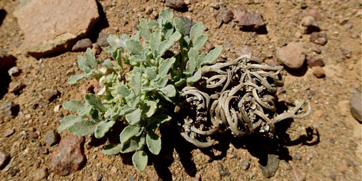 La rose de Jéricho : une plante magique aux secrets surprenants