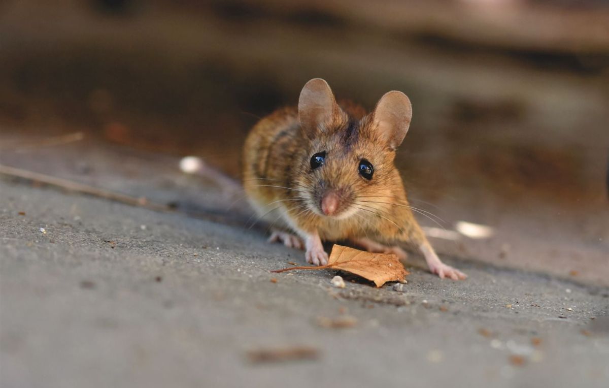 Australie : la lutte désespérée contre l'invasion de souris qui ravage les campagnes