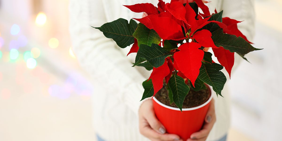 offrez des fleurs à noël : les 6 plantes idéales pour égayer vos fêtes