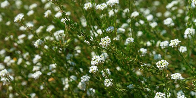 Alysson blanc : un charme résilient dans nos jardins