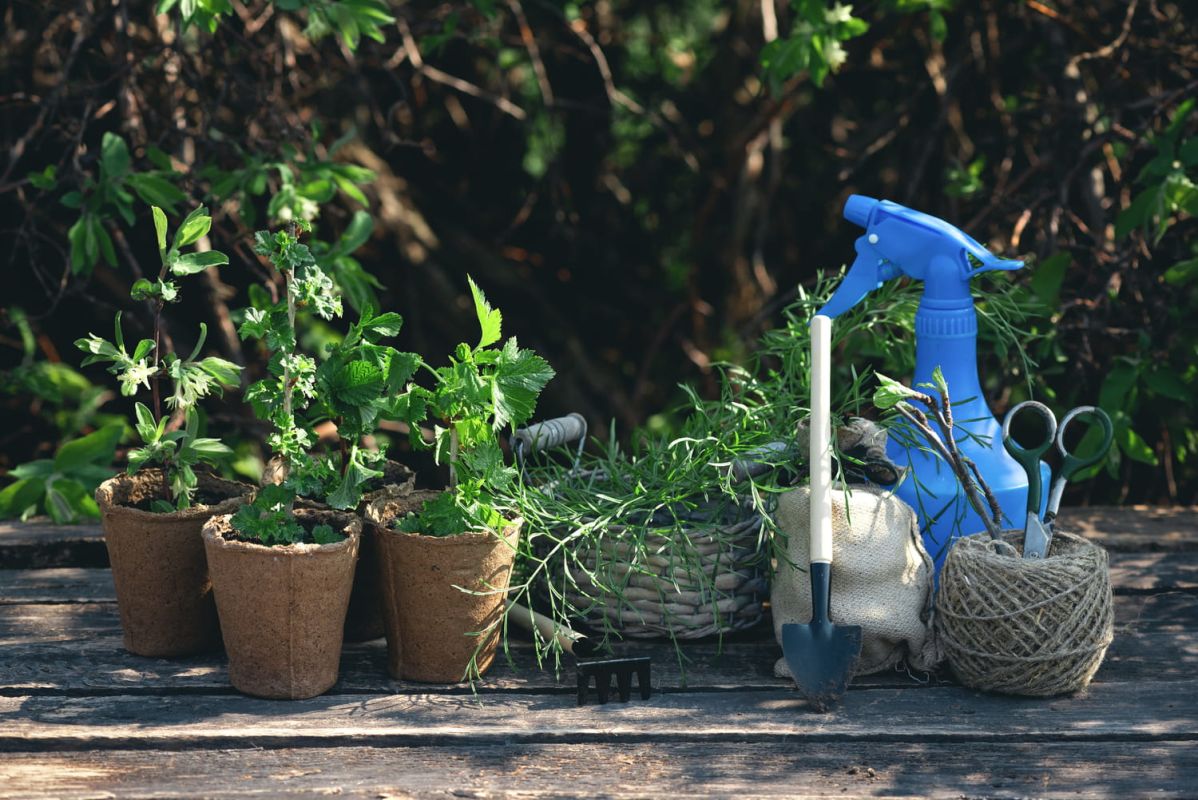 le bicarbonate de soude, l'allié inattendu du jardinage