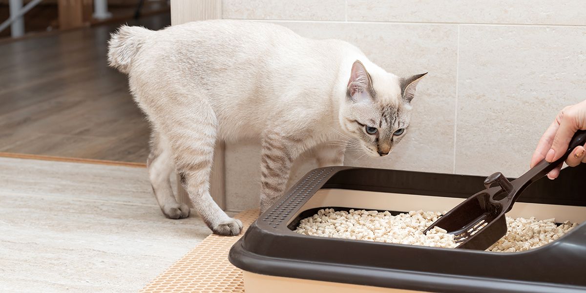 5 astuces pour nettoyer la litière du chat et éviter les mauvaises odeurs