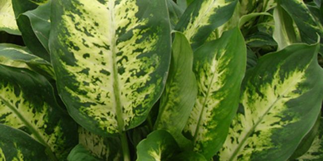 Dieffenbachia : plante d'intérieur au charme captivant mais toxique