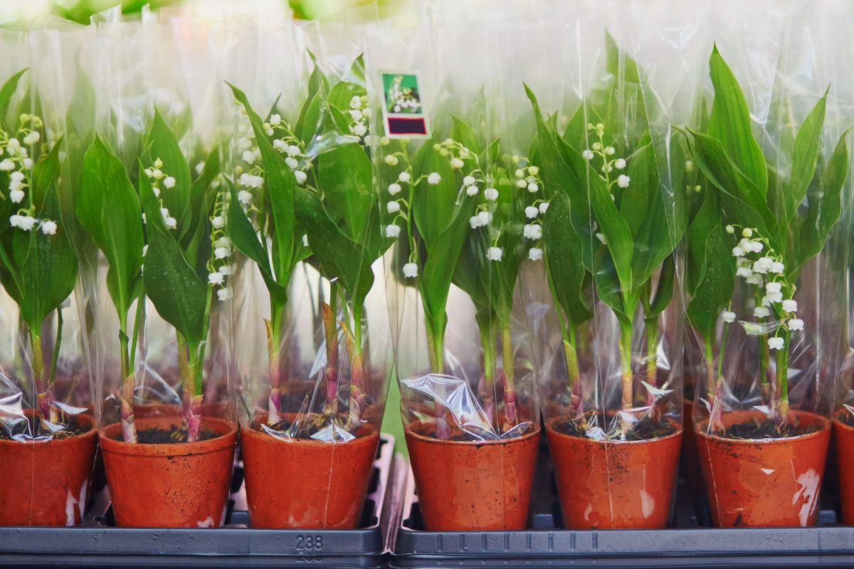 Le muguet du 1er mai : une tradition chargée de sens