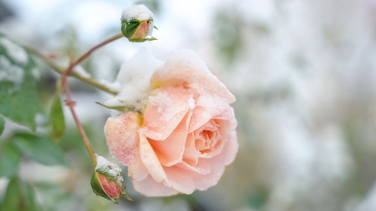 Préparez vos plantes à l'hiver : abritez-les du froid