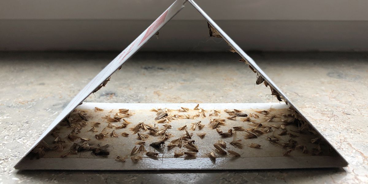 Protéger vos arbres fruitiers grâce aux pièges à phéromones