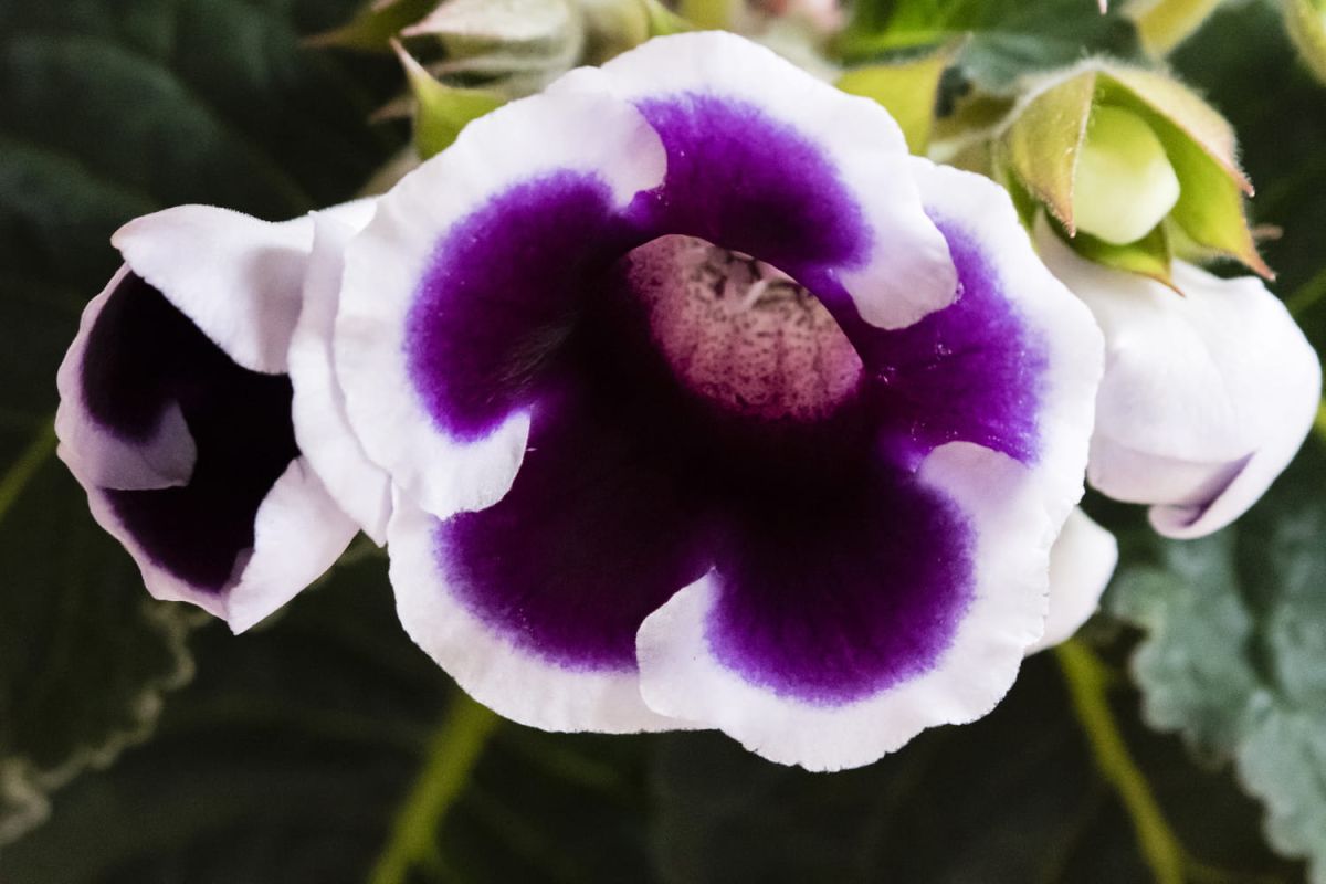 Cultiver un gloxinia : astuces essentielles pour un sinningia épanoui