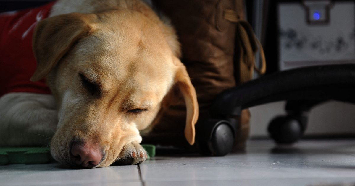 Un drame animalier sur l'Île d'Yeu : un chien victime de maltraitance