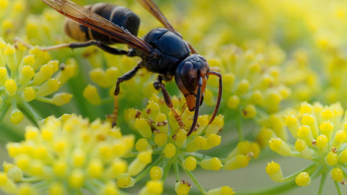 le piège parfait pour frelons asiatiques : préparez votre jardin cet été