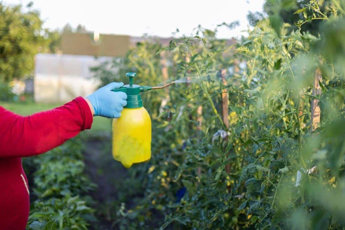 La bouillie bordelaise : un allié dangereux pour le jardin ?