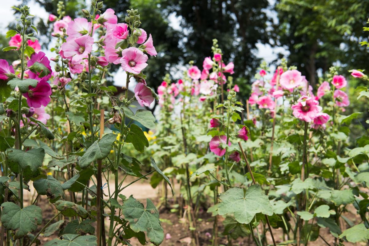 La rose trémière : une étoile des jardins d'été à cultiver sans effort