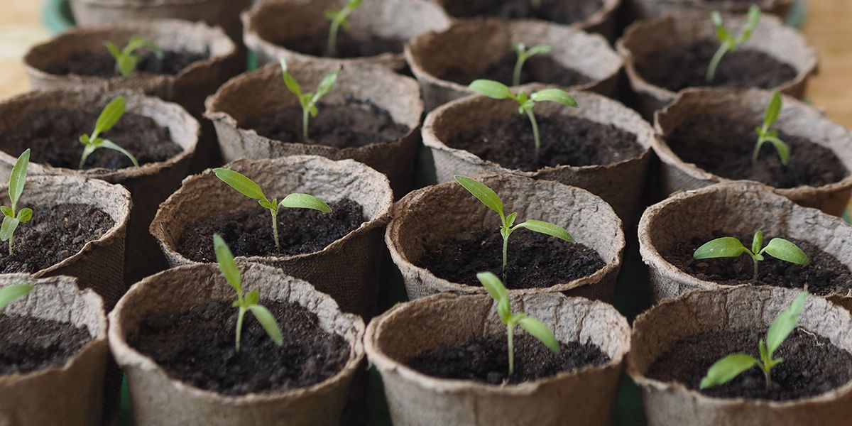 Les secrets d'un semis de tomates réussi : guide pratique