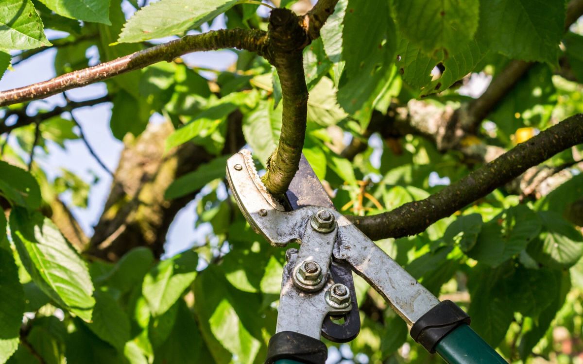 Quand et comment tailler vos arbres au jardin ?