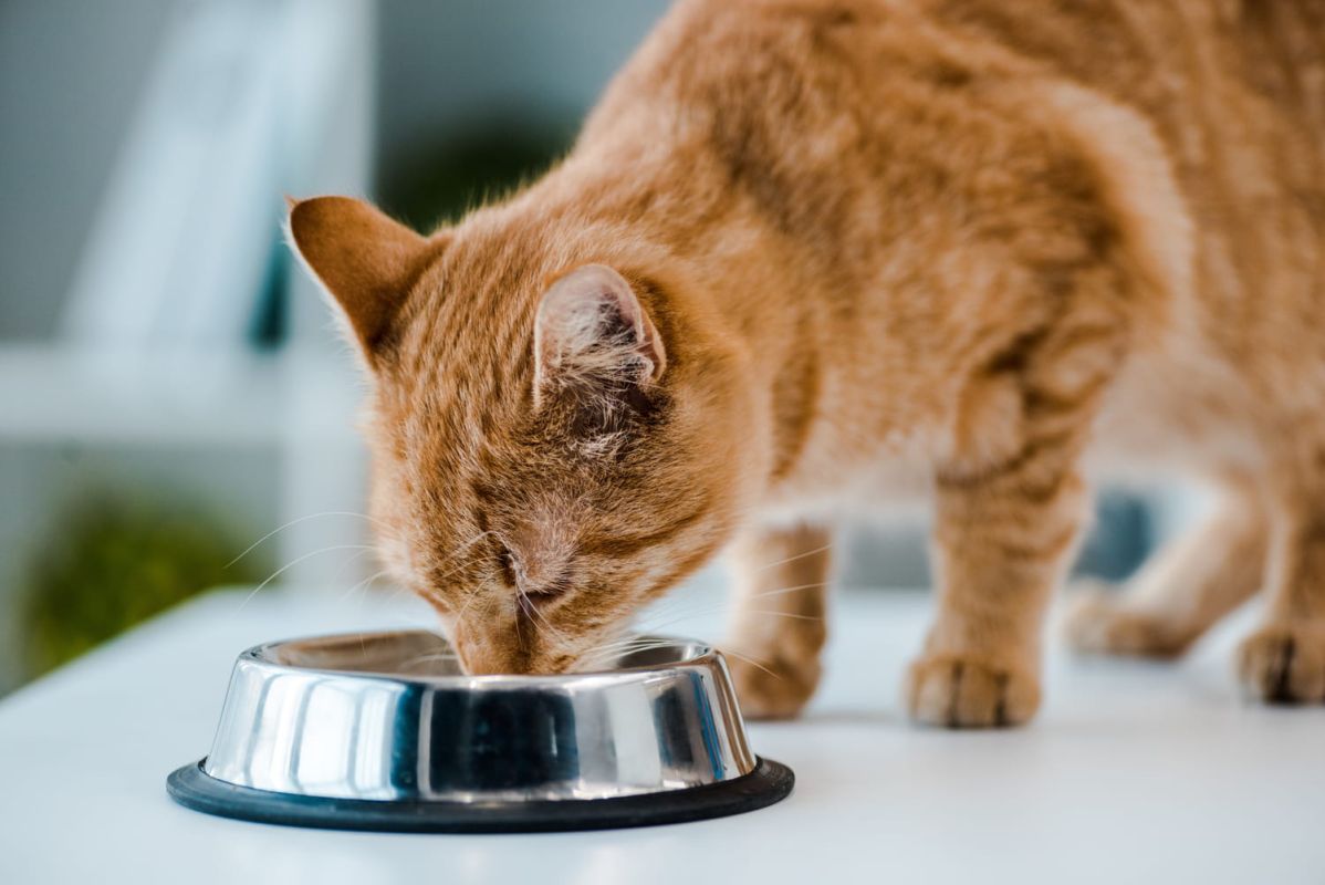 Trouver le meilleur vermifuge pour votre chat : notre guide complet