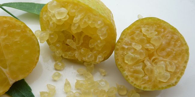 L'érémorange, l'orange caviar qui séduit les jardiniers