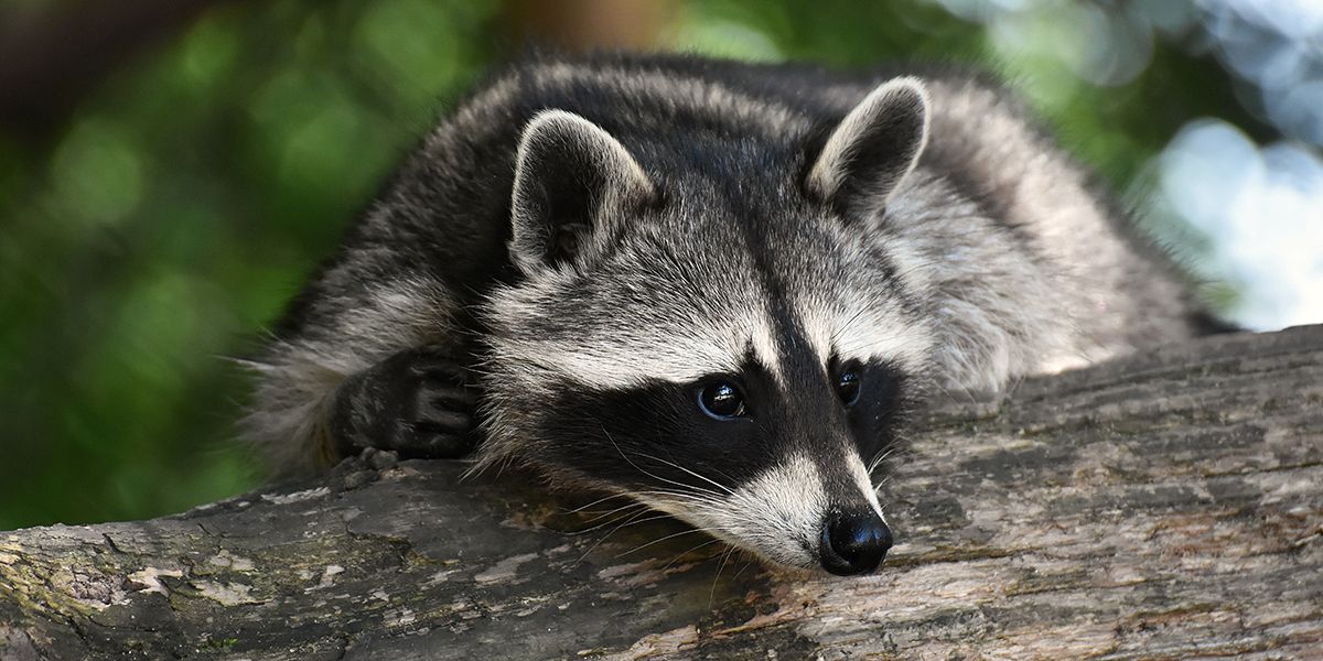 Comment éloigner les ratons laveurs de votre jardin : guide pratique et préventif