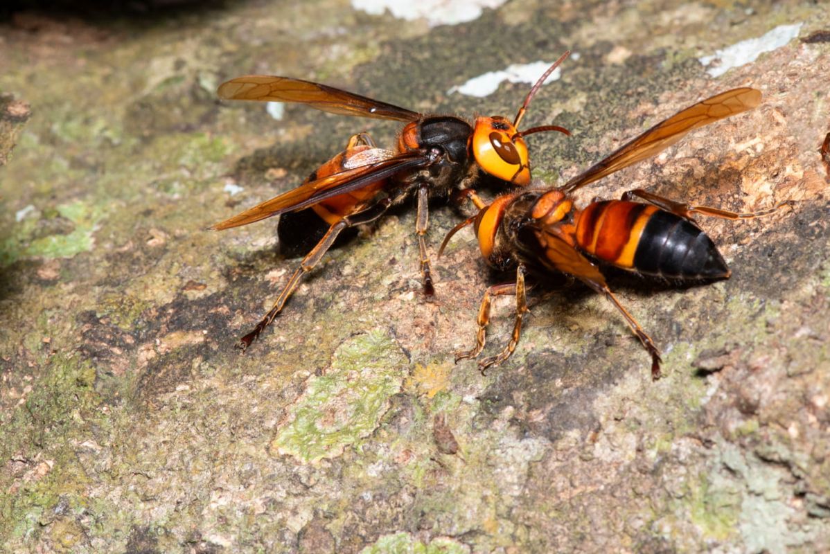 Attention aux frelons : où ils se cachent et comment les éviter dans votre jardin