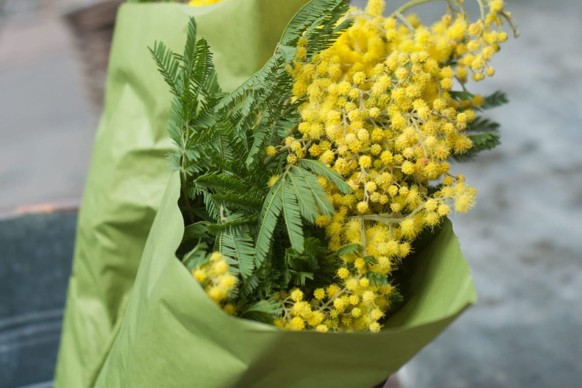 L'astuce étonnante pour prolonger la vie de votre bouquet de mimosa