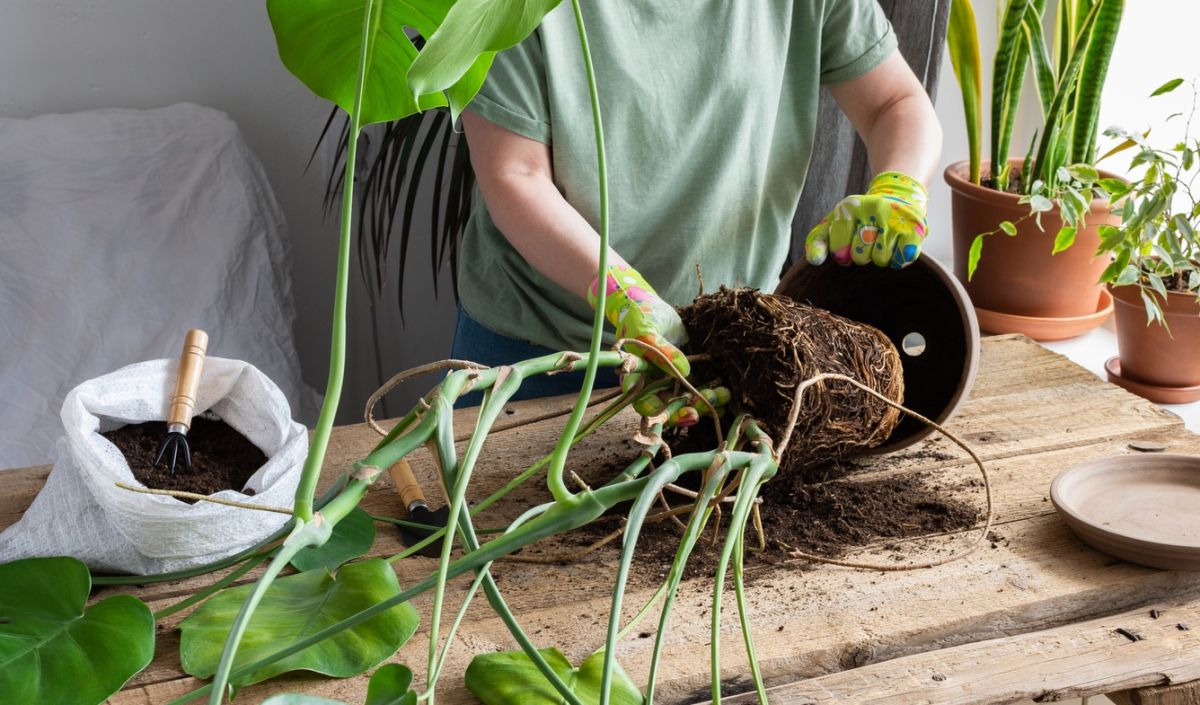 Réinventez votre jardin : dites adieu aux pots en plastique cet été