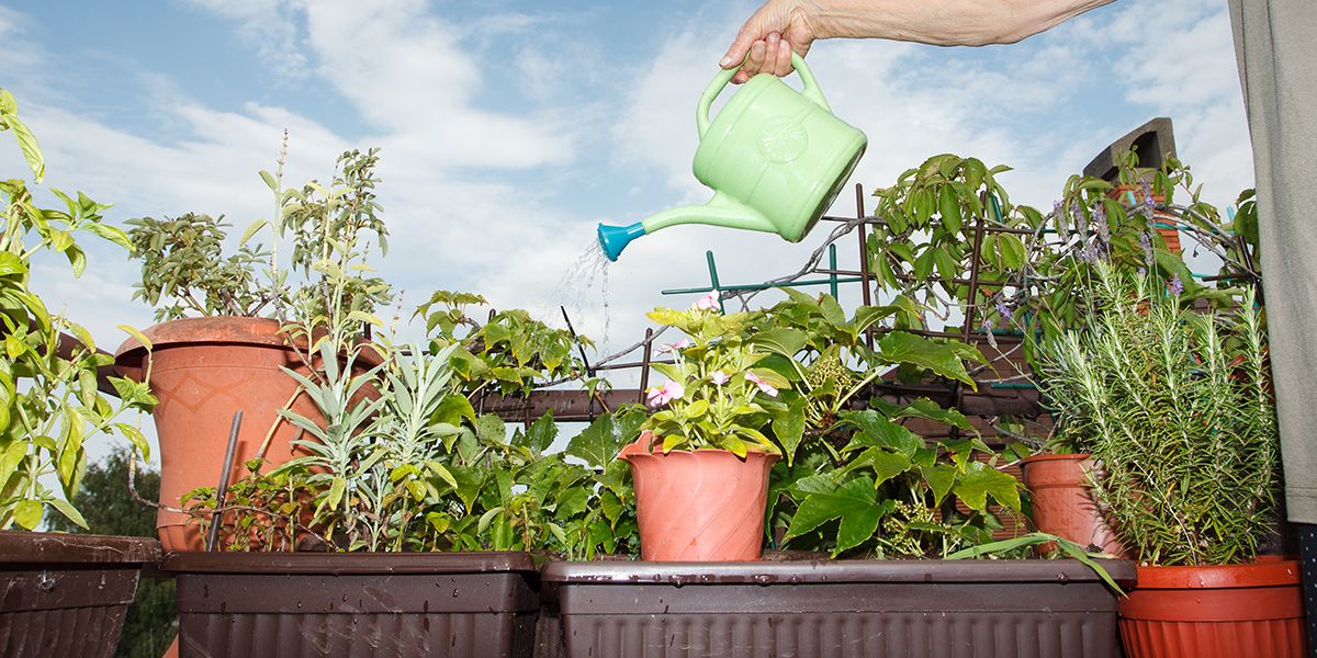 Réduire l'arrosage de ses plantes en pot : 9 astuces pratiques