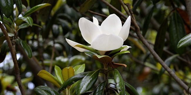 Le magnolia à grandes fleurs (Magnolia grandiflora), un arbre persistant fascinant