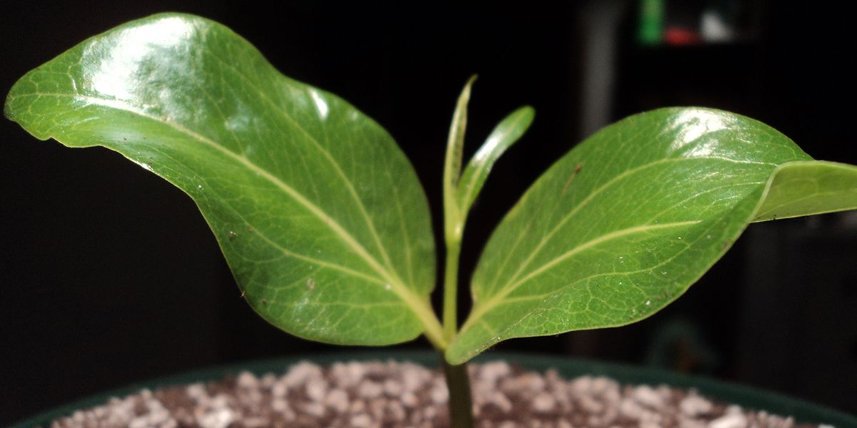 Cultivez un baobab chez vous : astuces et précautions à connaître