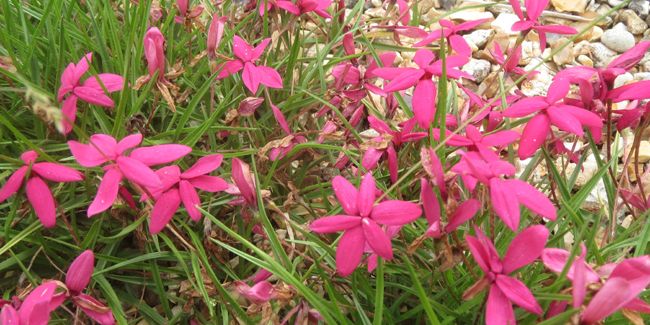 Rhodohypoxis, un patchwork coloré de fleurs africaines à découvrir