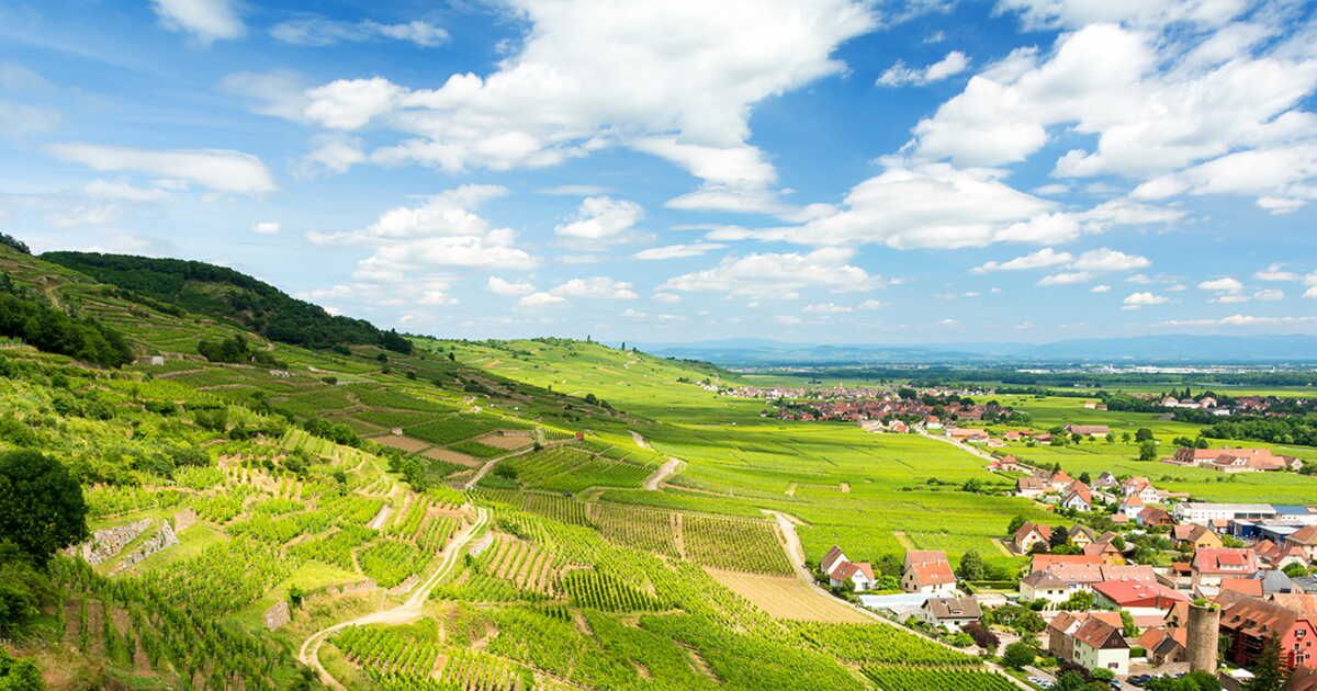 À la découverte des meilleurs cubis de l'été : vins blancs, rouges et rosés