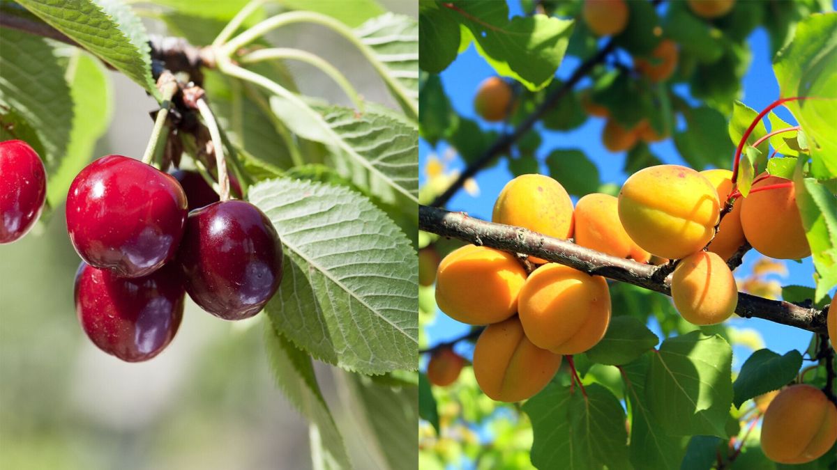 Les secrets de l'automne pour bichonner vos arbres fruitiers