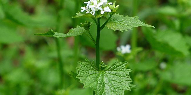 L'alliaire officinale, un trésor caché aux multiples vertus