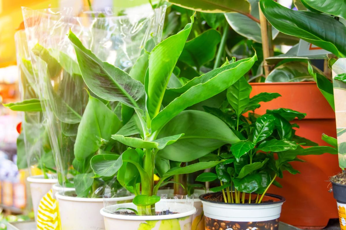 Cultiver un bananier en pot : où le placer et comment s'en occuper ?