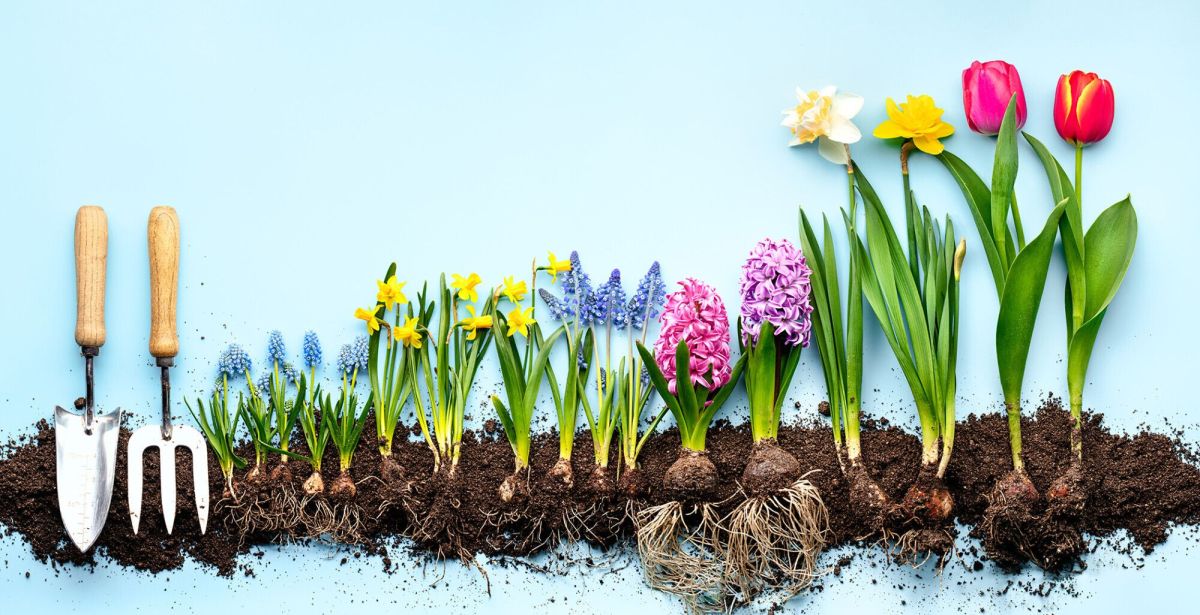 Des bulbes botaniques pour un jardin qui refleurit chaque année
