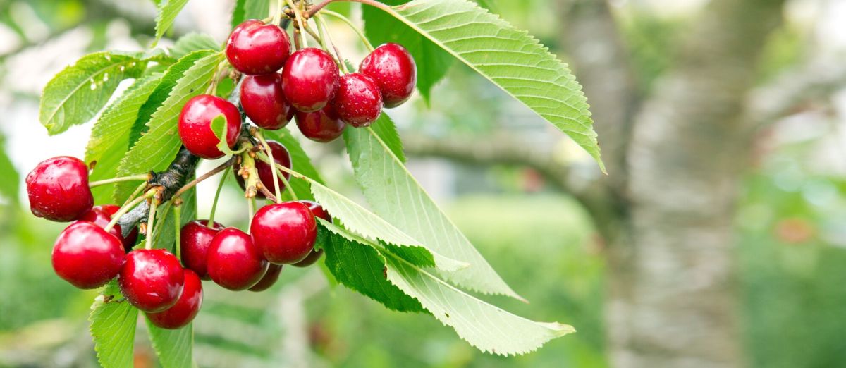 Le cerisier : guide pour planter et entretenir cet arbre fruitier