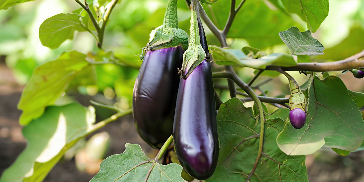 découvrez l'aubergine, le trésor de la cuisine estivale