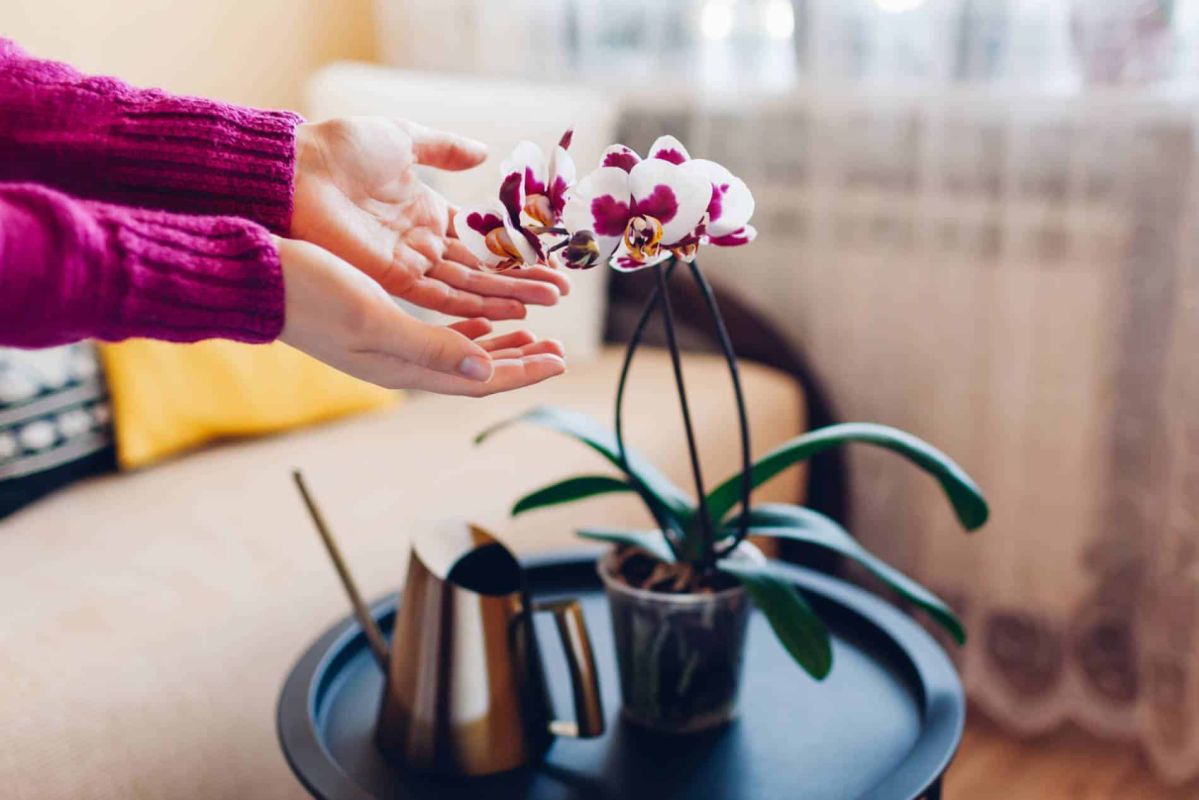Redonnez vie à vos orchidées : l'astuce inattendue de la cuisine