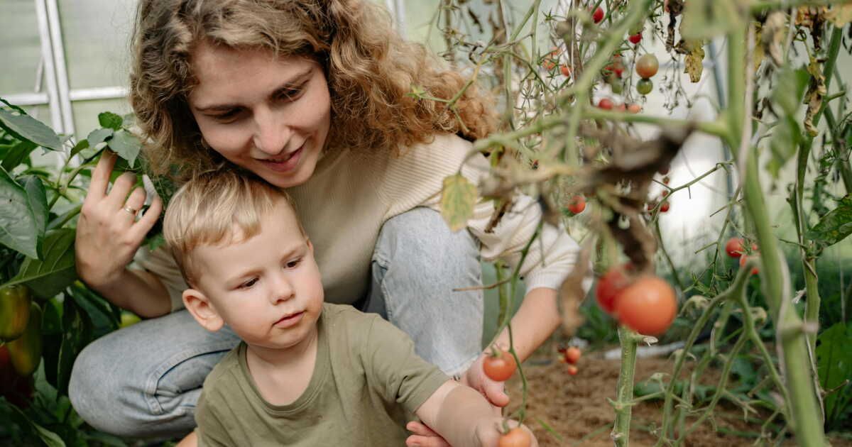 Quand et comment tailler les pieds de tomates ?