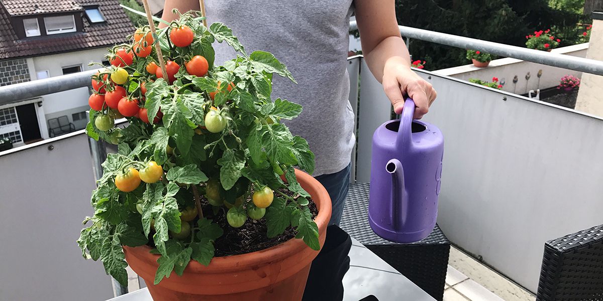 Cultivez vos propres légumes : top 10 des variétés faciles en pot