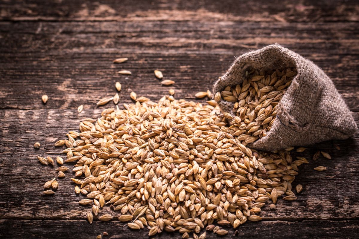 L'orge à la rescousse de nos assiettes : recettes et bienfaits