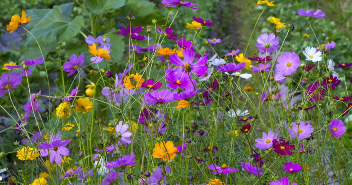 Récoltez vos graines et embellissez votre jardin à petit prix