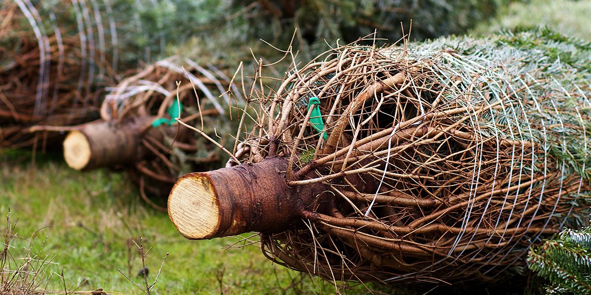 Conseils pour choisir le sapin de Noël idéal