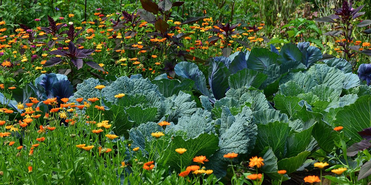 Cultivez votre jardin grâce au compagnonnage