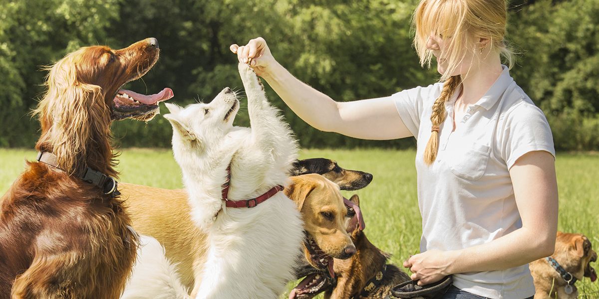 Comment transformer votre passion pour les animaux en revenus