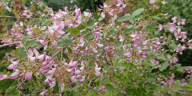 Campylotropis macrocarpa, une explosion de fleurs automnales