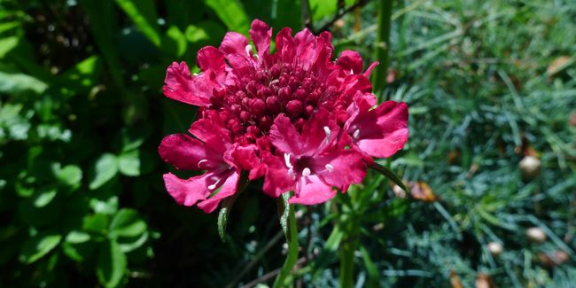 Scabieuse des jardins (Scabiosa atropurpurea)