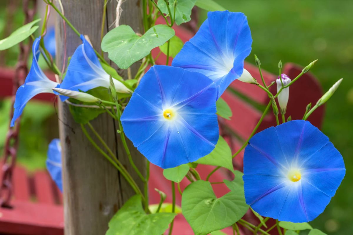 L'ipomée : le liseron bleu qui embellit votre jardin