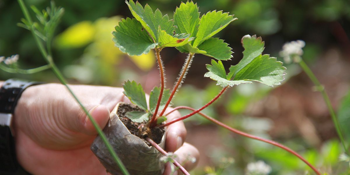 Multiplier les fraisiers : 6 astuces pour un jardin florissant