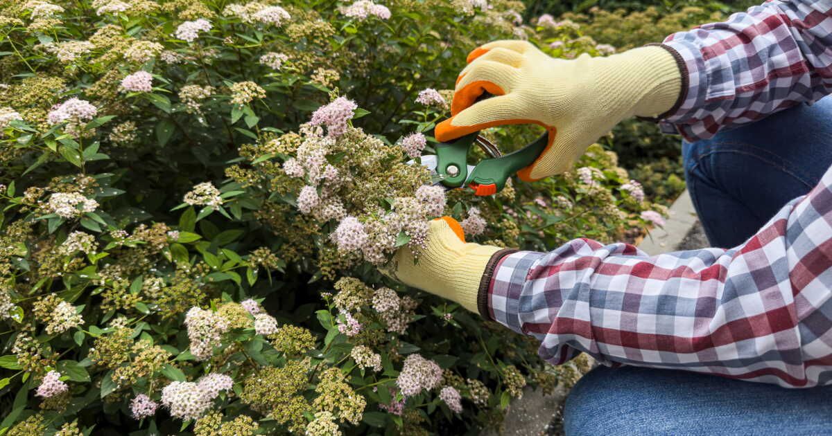 Attention : la taille des haies est à proscrire au printemps