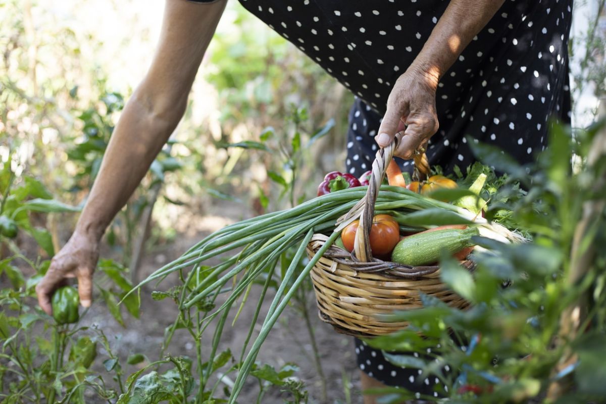 Recyclez vos épluchures de fruits pour nourrir un potager florissant cet été