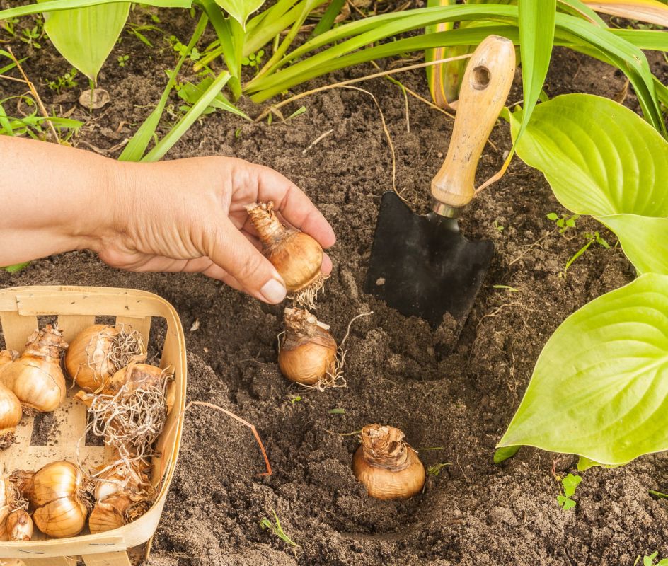Octobre au jardin : le moment idéal pour planter