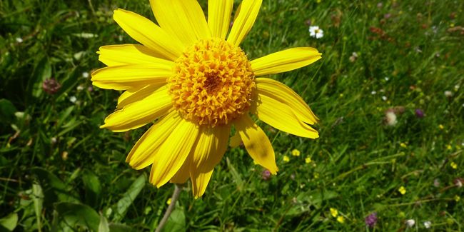 Découverte des bienfaits de l'arnica montana pour soigner les contusions
